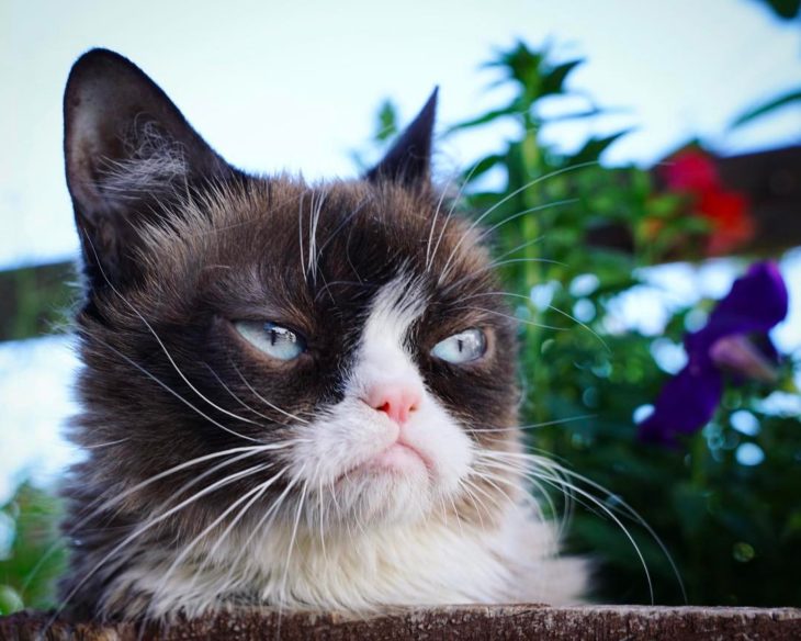 Grumpy cat o gata gruñona, gata siamesa de ojos azules con cara de enojada famosa por los memes, murió a los siete años