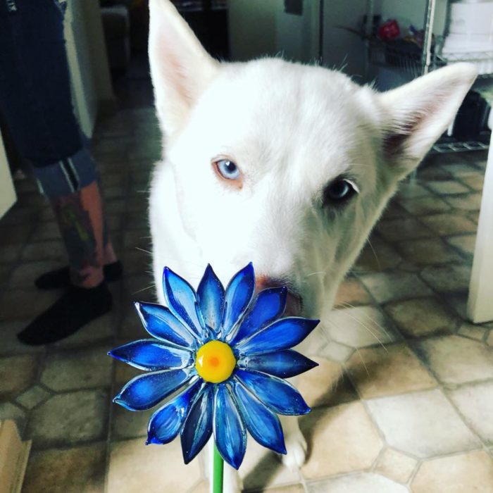 Davenport memorial glass crea joyas con vidrio y cenizas de mascotas; perro husky blanco de ojos azules; dije en forma de flor azul royal con centro amarillo