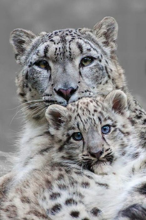 Una madre leopardo con su cachorro viendo a la cámara