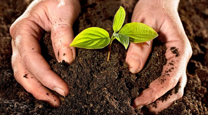 Hombre acomodando la tierra de una planta recién sembrada