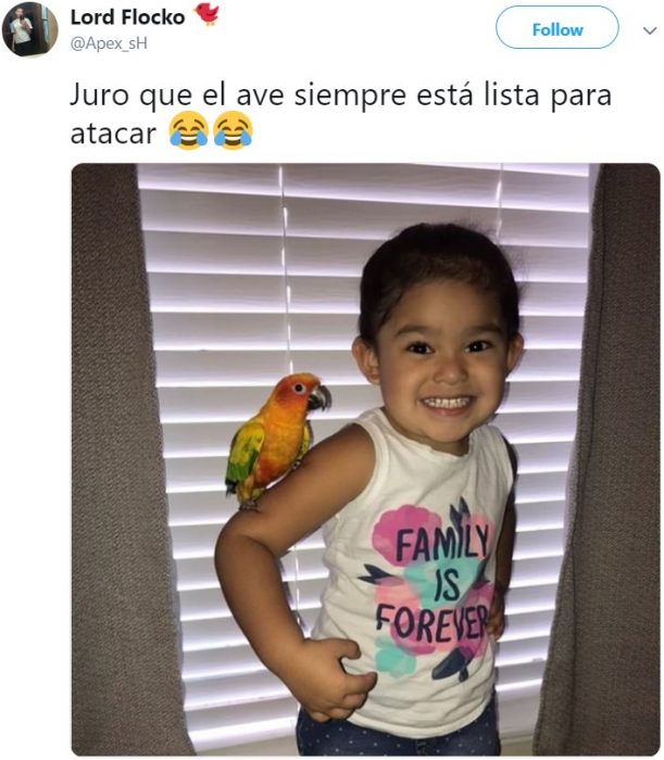 Niña entrena a su ave para atacar cuando ella grita, pequeña con perico anaranjado en su hombro estilo pirata