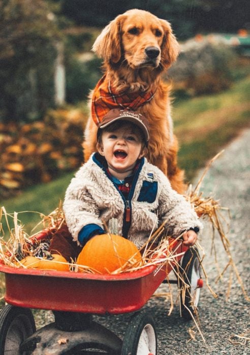 Cosas graciosas que dicen los niños; niño en una carreta con calabazas, empujado por un perro labrador dorado