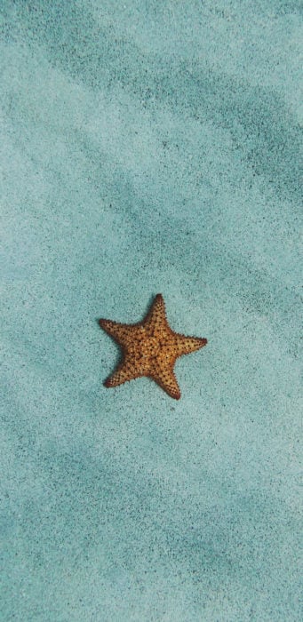 Wallpaper de naturaleza para celular; fondo de pantalla de estrella de mar en el mar y la arena