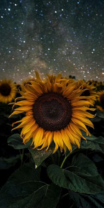 Wallpaper de naturaleza para celular; fondo de pantalla de girasol en la noche, campo de flores grandes de pétalos amarillos con hojas verdes y cielo con estrellas