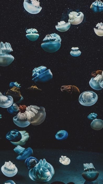 Wallpaper de naturaleza para celular; fondo de pantalla de medusas fosforescentes en el mar oscuro