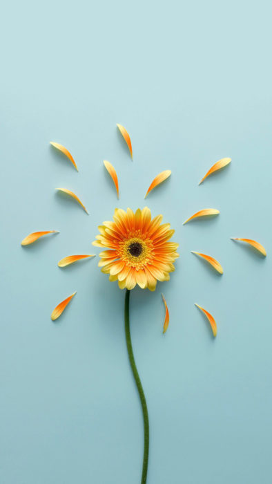 Wallpaper de naturaleza para celular; fondo de pantalla de flor gerbera, de pétalos anaranjados sobre un fondo azul