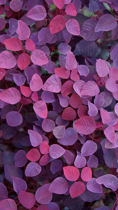 Wallpaper de naturaleza para celular; hojas de arbusto de colores moradas y rosas