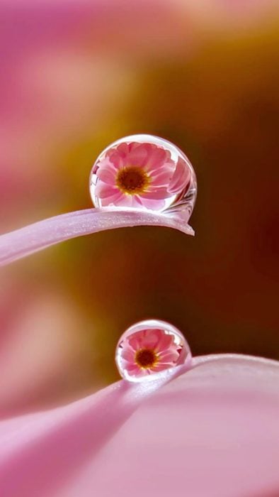 Wallpaper de naturaleza para celular; fondo de pantalla de gotas de lluvia sobre pétalos con flores rosas chiquitas reflejadas