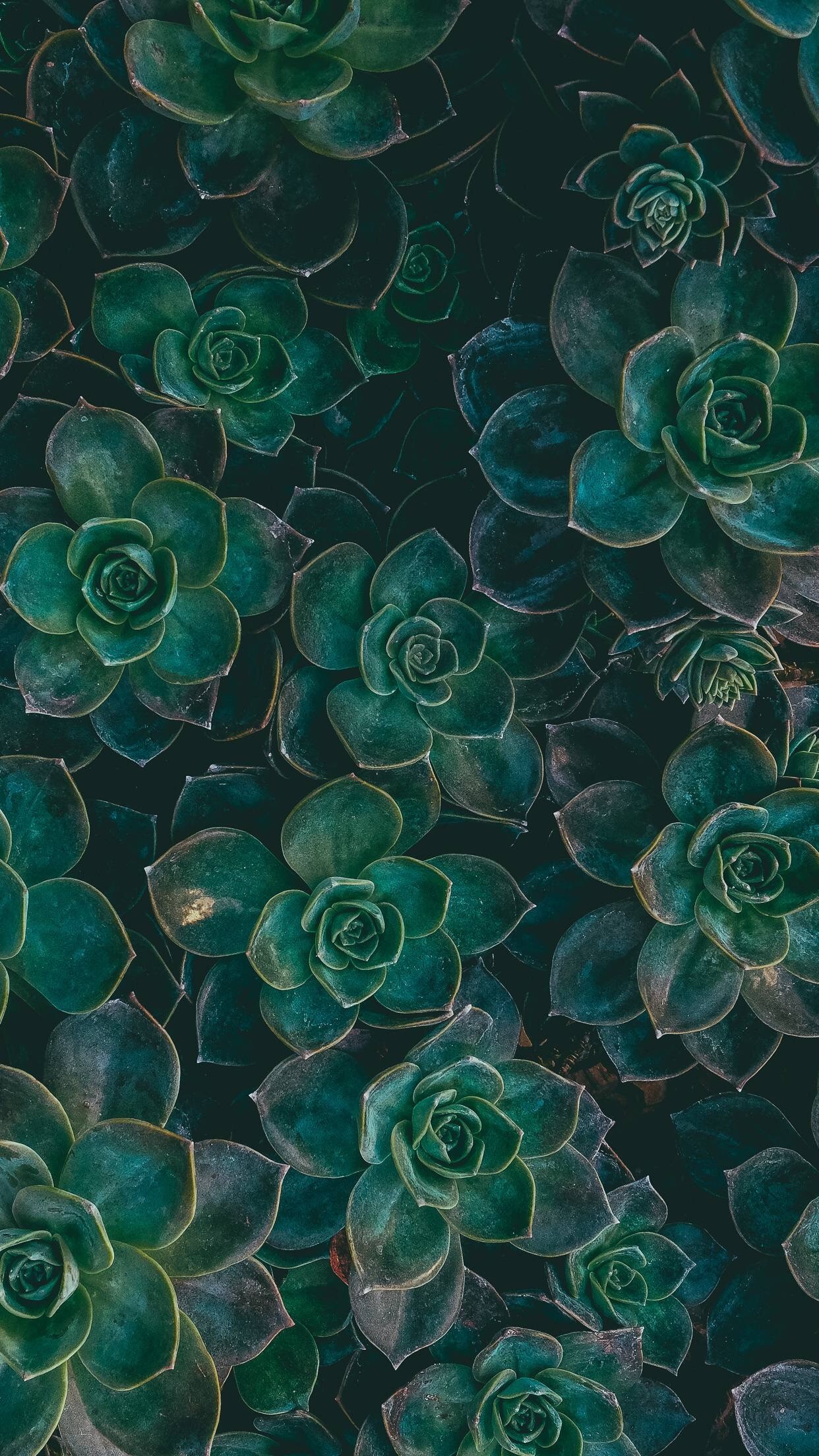 Wallpapers para celular que te conectarán con la naturaleza