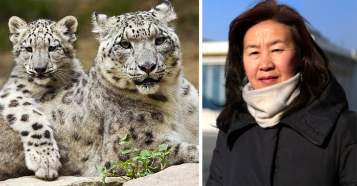 Ex profesora salva a leopardo de las nieves