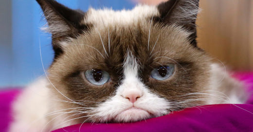 Murió 'Grumpy Cat', la famosa gata de los memes