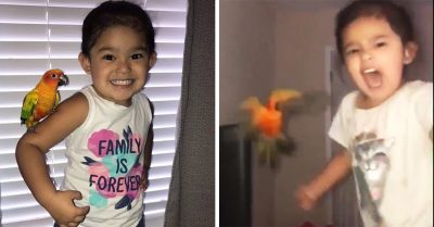 Esta niña entrenó a su perico para atacar a sus enemigos