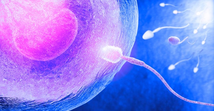 Estudio revela que es el ovulo el que elige el esperma y no al revés