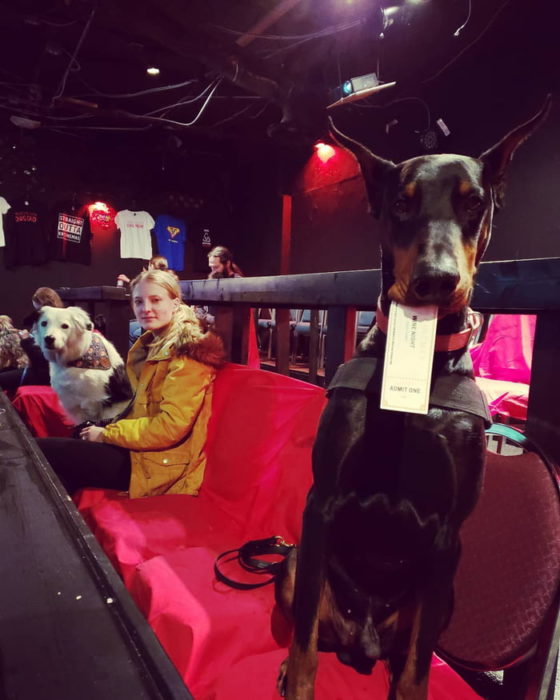 Doberman con ticket en su hocico en una sala de cine