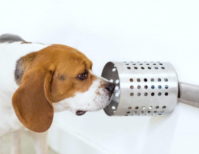 perro beagle olfateando una muestra en un tubo