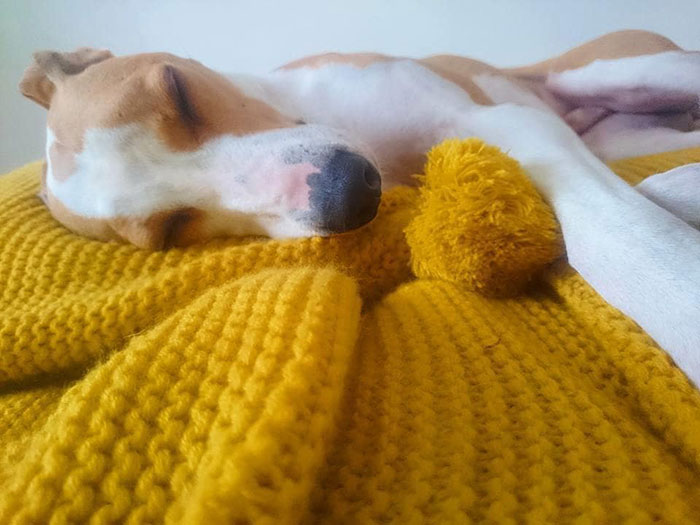 Perrito de un refugio recostado sobre un tapete de color morado 