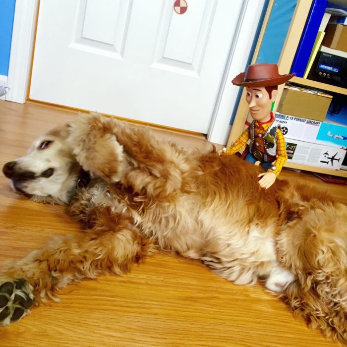 Morgan y Mason McGrew, hermanos crean version stop motion de película Toy Story 3 de Disney Pixar; Woody con perro golden retriever dorado