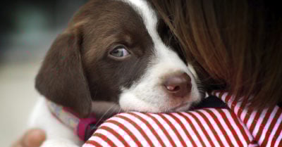 ¡Cuidado con el estrés! Podrías contagiar a tu perro