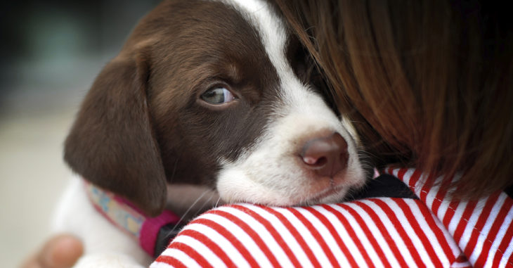 ¡Cuidado! Puedes contagiar de estrés a tu perro