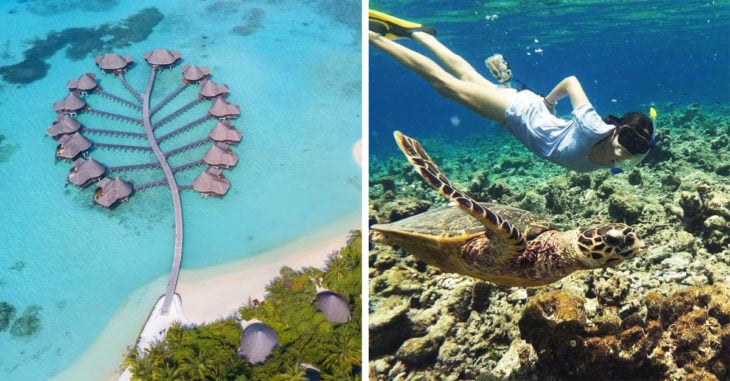 Hotel en Maldivas está en busca de pasantes que amen las tortugas