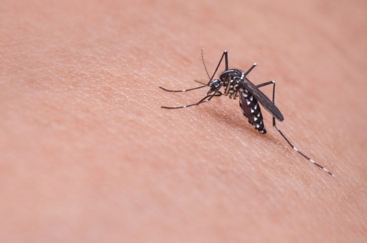 un mosquito sobre la piel