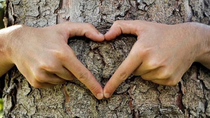unas manos forman un corazón sobre la corteza de un árbol