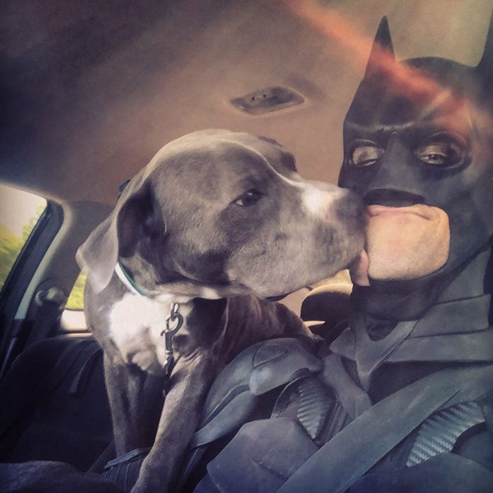 Chris Van Dorn se disfraza de batman para rescatar animales; perro pitbull gris con blanco lamiendo rostro de persona