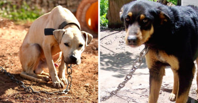 Dejar a mascota bajo el sol y sin comida será motivo de sanción