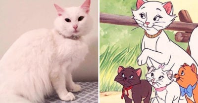 Rescatan a una gata, la llaman ‘Duquesa’ y días después da a luz a los ‘aristogatos’