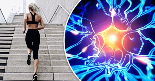 Estudio demuestra que el ejercicio podría crear nuevas neuronas