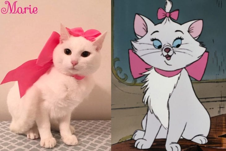 Duchessa, la gatta salvata che ha dato alla luce i veri aristogatti, Marie, Tolosa e Berlioz;  gattino bianco con fiocco rosa