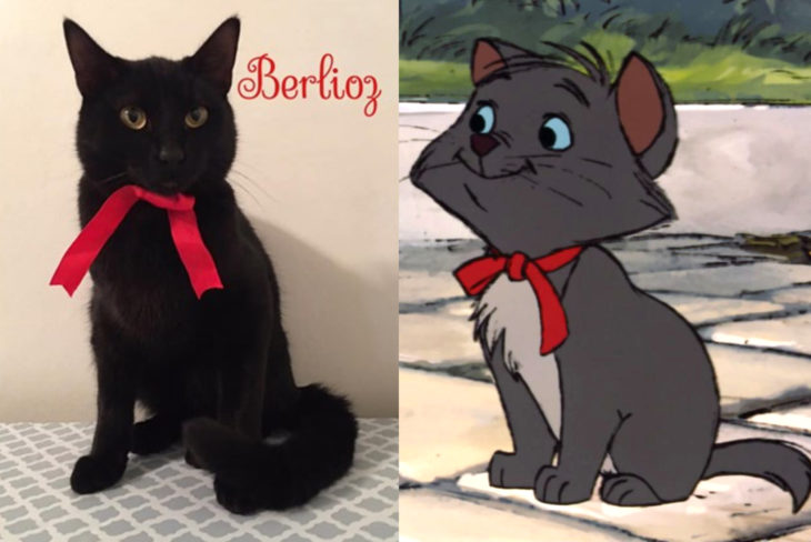 Duquesa, la gata rescatada que dio a luz a los verdaderos aristogatos, Marie, Toulouse y Berlioz; gatito negro con moño rojo