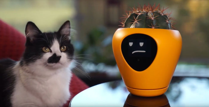 Gato mirando una maceta electronica que interactua a través de emojis