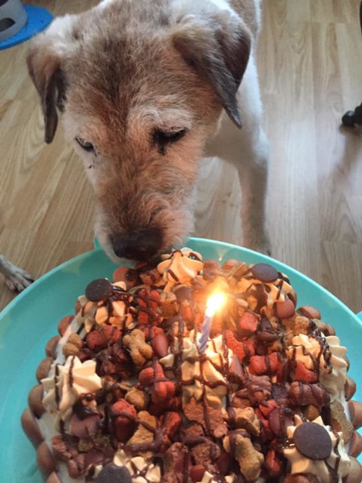 Perro comiendo pastel con frutos secos