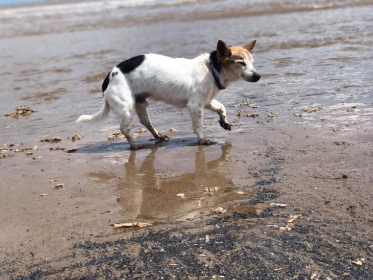 Perro paseando a la orilla del mar 