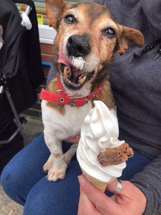 Perro comiendo helado de vainilla en barquillo 