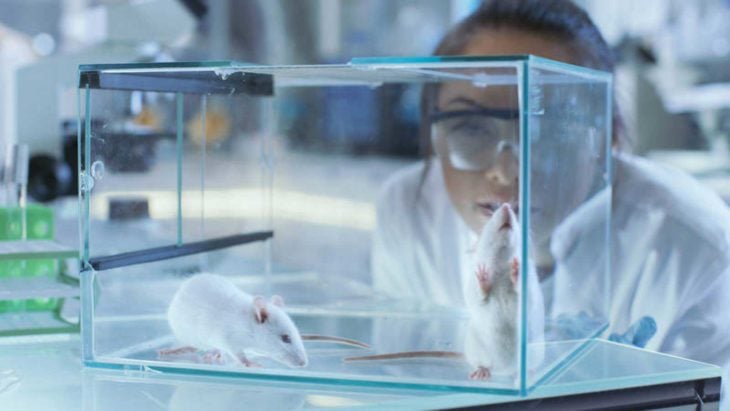 una mujer en un laboratorio observa a ratones en una vidriera