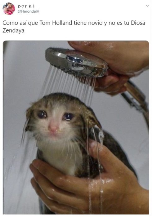 Gato triste porque lo están bañando 