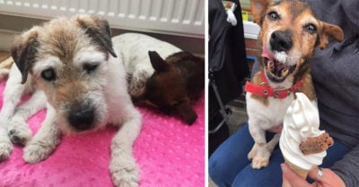 Mujer adopta perros con enfermedades para cuidarlos en sus últimos días