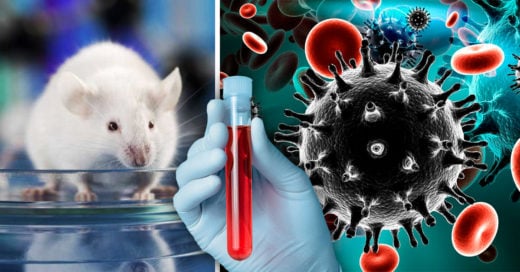 Científicos abren camino para la cura del VIH, lo eliminaron en ratones de laboratorio