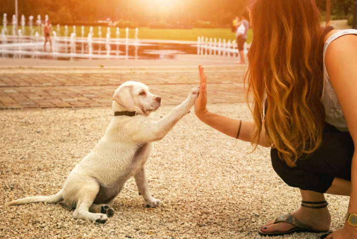 Mujer y perrito blanco uniendo su mano y su pata bajo un atardecer