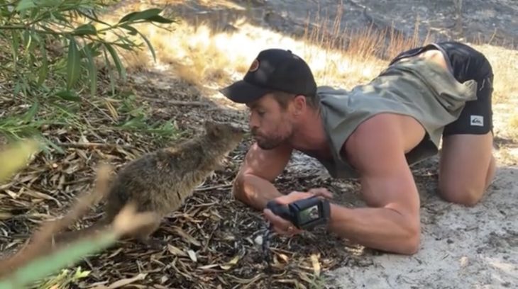 Chris Hemsworth jugando con un quokka