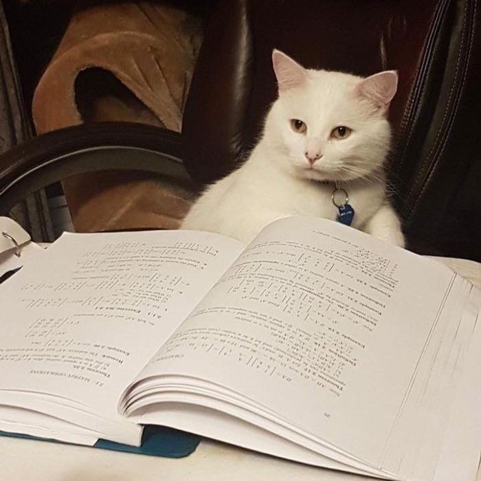 Gato blanco llamado smudge lord sentado en un sillón y leyendo un libro