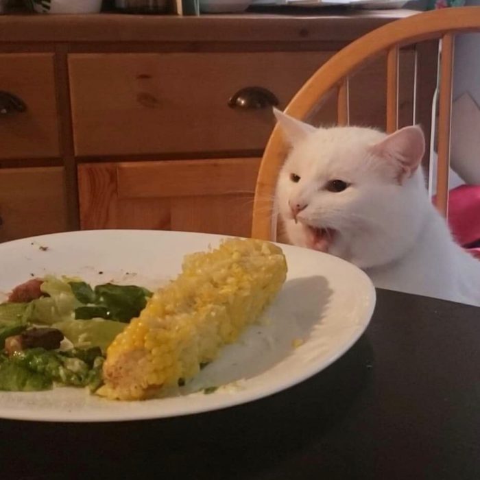 Gato sentado en una silla delante de un plato con elote y vegetales 