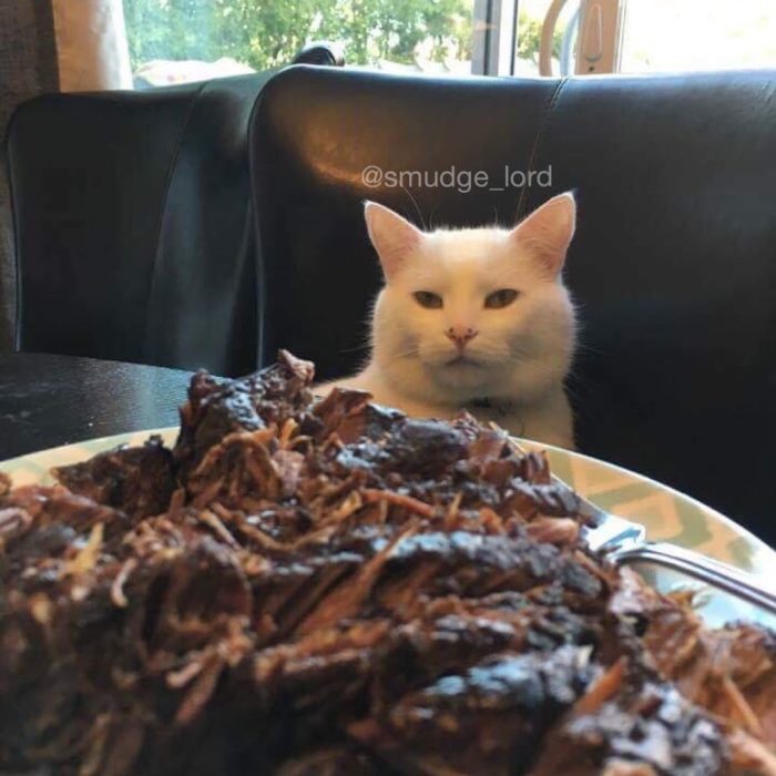 Gato delante de un plato de carne 