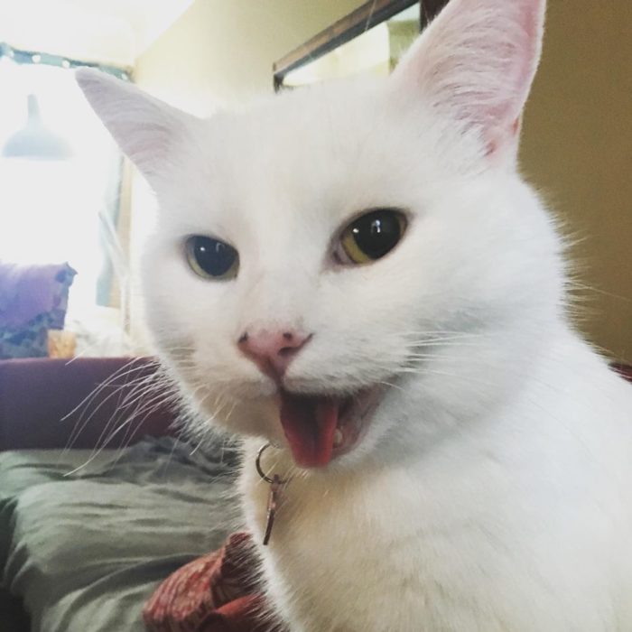 Gatito recostado en una cama con una sonrisa en su rostro 