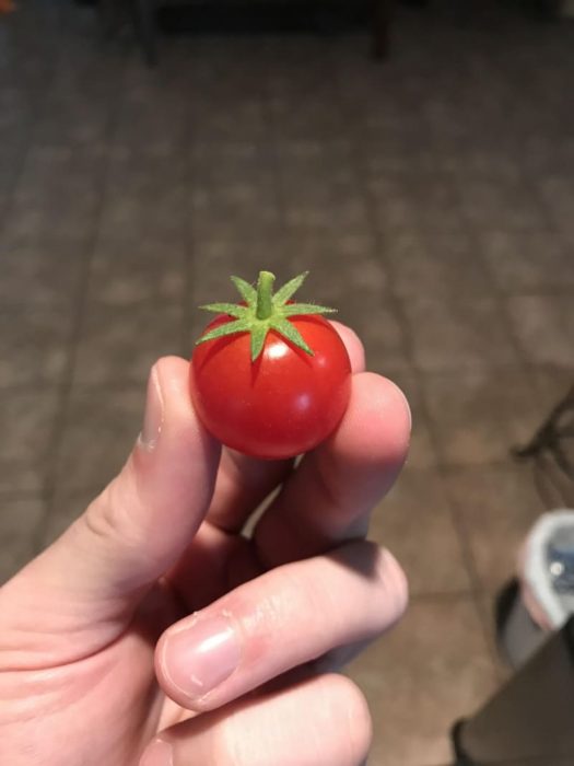 Mujer sosteniendo un redondo y perfecto tomate cherry 
