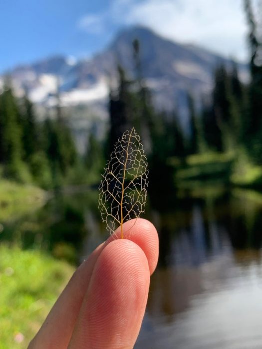 Persona sosteninendo la ramificación de una hoja que ya está seca 