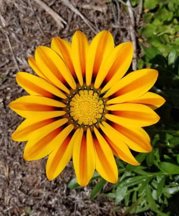 Girasol con los colores perfectamente acomodados, entre amarillo, café y negro 