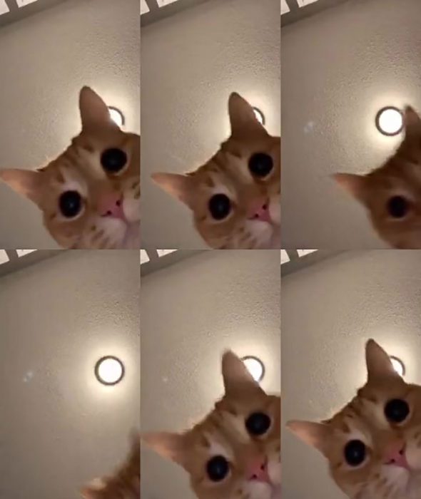 Gatito en un video de tiktok